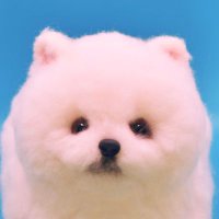 Sheep (@sheep_diy) 's Twitter Profile