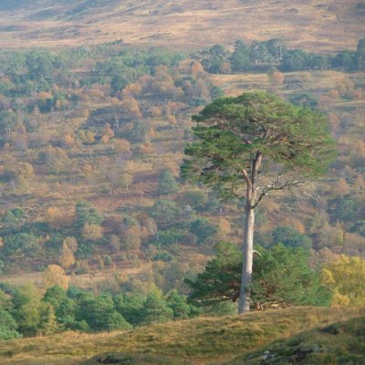 Perthshire based native woodland advisor, likes rivers, trees, deer and Scotland's mountains.