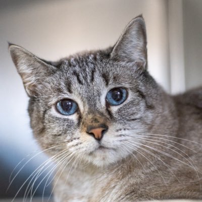 FureyDianne's profile picture. 