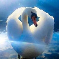 ConvexSwan (@vighnaraj2022) 's Twitter Profile Photo ConvexSwan (@vighnaraj2022) 's Twitter Profile Photo