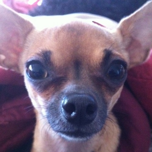 PrincessChiWeen's profile picture. Very feisty ChiWeenie living large in the Lone Star State! OTRB 4/23/16