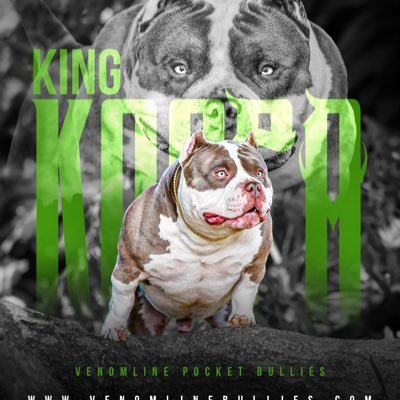 World’s Best Extreme Build Pocket American Bullies • #1 Bully Bloodline