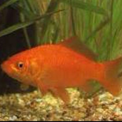 florent74960's profile picture. 