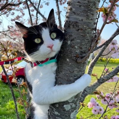 rikako1017jyuri's profile picture. ピアノを教えたり弾いたりしています♩保護ねこ🐈‍⬛【あずき♂2017年5月18日猫風邪保護】【きなこ♂ソックス♂おかあにゃん♀2018年11月親子保護】【そら♂2021年7月27日未熟児保護】【みぃ♂2023年4月28日栄養失調保護】趣味ドライブ/空/ 花/ よろしくお願いします🌼🌼🌼