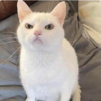 Alvin (@badbu69y) 's Twitter Profile