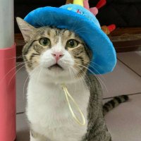 肥聰推搪 (@vtecvbvagp8hucs) 's Twitter Profile