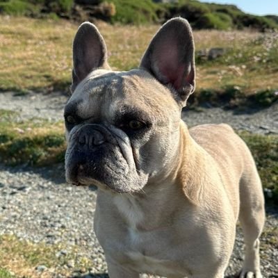 Please don't follow me if you are only interested in a follow back. Not interested in bitcoins or Trump supporters. Like French Bulldogs though !