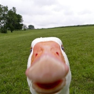 RabuDuck Profile Picture