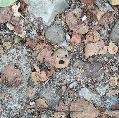 River friend, chalk stream lover, #geographer and #gisguru, spatial tech, catchment based approach, valuing nature, NFM, drones, Landscape Scale Recovery