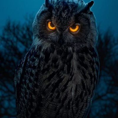 MUHAMMADRA38560's profile picture.