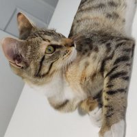 Amarha (@bamrik1) 's Twitter Profile