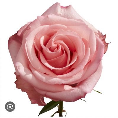 realitiez1's profile picture. femininity