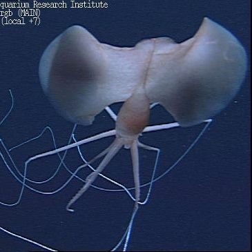 Why is the Bigfin squid so relatable |
3 bigfin squids in a flench coat (flesh +trench coat)