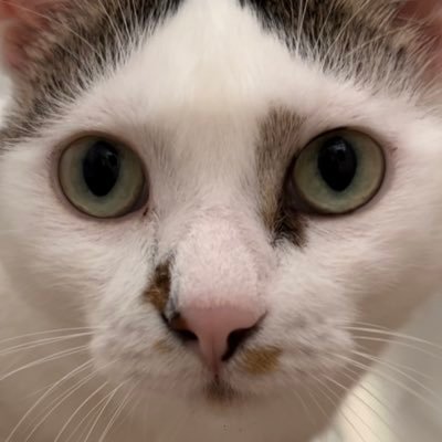 HttgsD's profile picture. まったり勢です。ガチャ運低下中。カレーと猫をこよなく愛しております🐈無言フォローすみませんm(._.)m