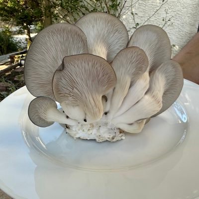 MycoKarmic's profile picture. IG: https://t.co/Pr0DDeNPg1