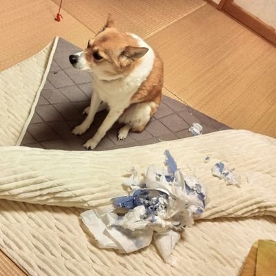 tits_or_gtfo_'s profile picture. 大分在住のバイク好き