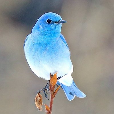 Blue_SpaceBird Profile Picture