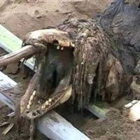 Mexican Lizardman 🔞 (@esitaro3670) 's Twitter Profile