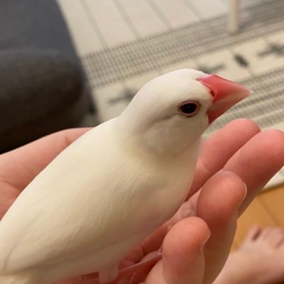 我が家のやんちゃお嬢さんこつめ。4月生まれの白文鳥。たまに飼い主の日常。