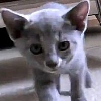 wghost (@wwghost) 's Twitter Profile