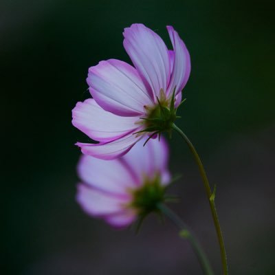 All types of Wildlife, Macro, Flowers - Pictures develop before you, if you wait.