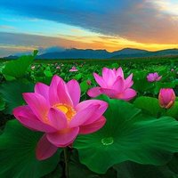 xang iang (@xangiang) 's Twitter Profile