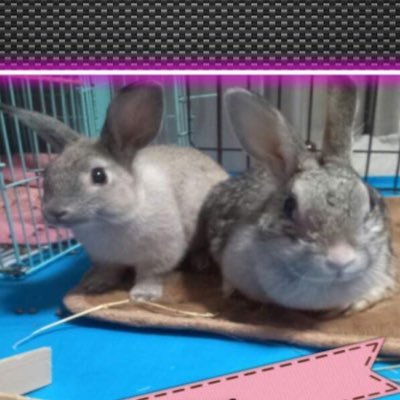うさぎとガジェット好き、先代ミリィ10歳でお月様へ。🐰☆彡.。2代目メルオ12歳でお月様☆🐰♪うさぎと暮らして22年 ꙳★*゚ ★朝倉未来ファン