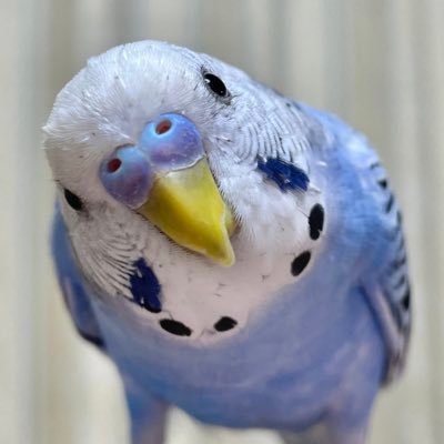 2022年5月庭で休憩しているインコを発見し一緒に警察へ。3ヶ月後親見つからずそのまま同居鳥に。2022年11月新親の不注意でお出かけへ。2日後保護していただき帰宅。🦜