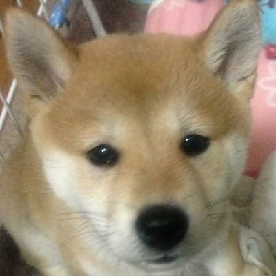 ichiroku_8's profile picture. 犬🐶ネコが好きです。
趣味スポーツ観戦
頑張ってる人を応援するのが好きです。