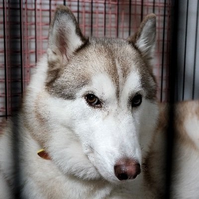 JUNJUNJUNX06's profile picture. シベリアンハスキーの家主
YMO中心に、70〜80年代の音楽が好きです
映画はアクション系を中心に見てます