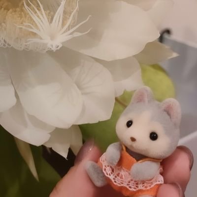 Zarame_boys's profile picture. シル活初心者です🧸