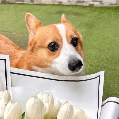 welcome to @corgisowner

we share Daily #corgisowner

follow us if you really love corgi