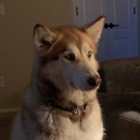 H-Town Tex (@hou_2a) 's Twitter Profile