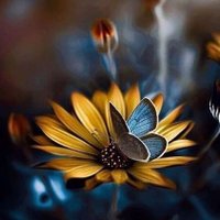 گنجشک آتش ابراهیم (ع) (@nikzad724) 's Twitter Profile