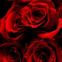 Anwar313 Awan (@anwar313aw45024) 's Twitter Profile