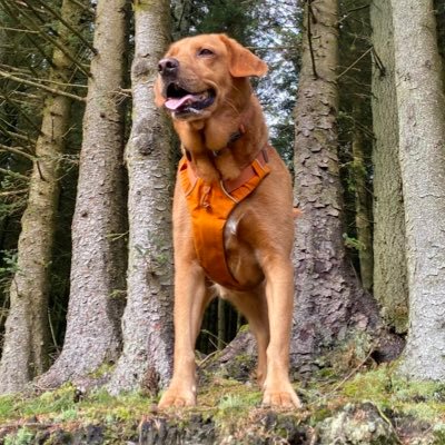 I’m a fox-red lab, love ball, swimming and big walks! Certified Good Boi 🐾 Proud member of #ZSHQ Corporal Jed Kindness Ambassador #BARK