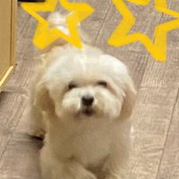 natume (@unrisv0plips1hg) 's Twitter Profile