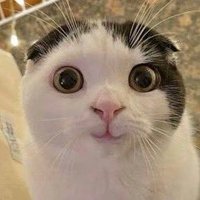 사츠 (@0sachz7) 's Twitter Profile