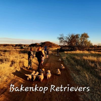 Golden Retrievers living a farm life. Tweeting about our adventures. Occasional breeders. Want to be a owner- DM for vetting form and ownership  application.