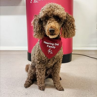 I am an ambassador dog for the charity Hearing Dogs for Deaf People. Follow me on my Instagram page: ziggy_hearingdogs 
🐩🐾