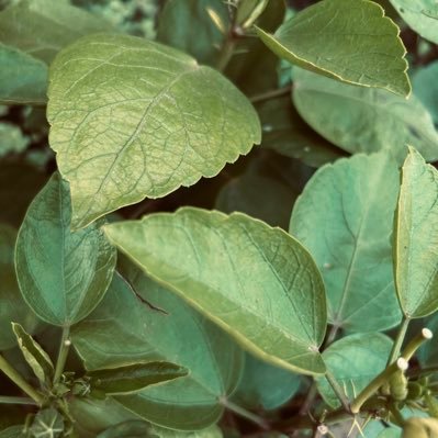 RHBNaman's profile picture. By Luck through Grace ✨. Gryffindor 🦁