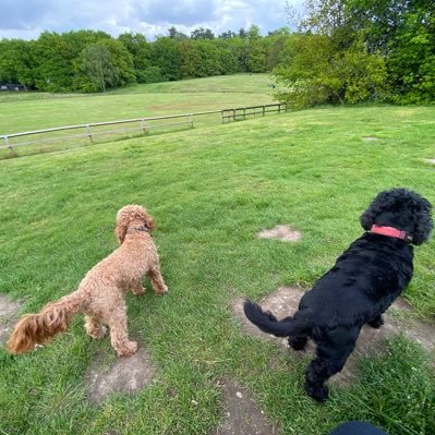 Dog owner of Monty a gentle Cocker spaniel and Amber the crazy Cockerpoo