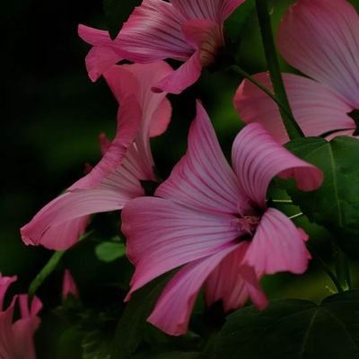 rohini20apr's profile picture. 