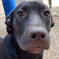 Tux Zito, Canine Reporter(@tuxzito12345) 's Twitter Profileg