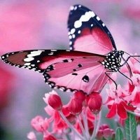 💞Butterfly💞 (@butterfly_hya) 's Twitter Profile