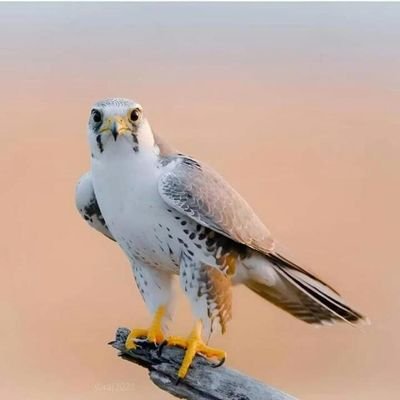 lbwsf127339's profile picture. 