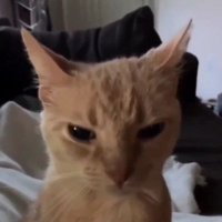 ❈'Dexel'♱ (@dexeltrt) 's Twitter Profile