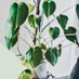 Chris Rufo's Plant (@chrisrufosplant) Twitter profile photo Chris Rufo's Plant (@chrisrufosplant) Twitter profile photo