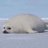 erlahappyseal's profile image