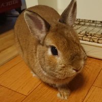 まぁくん (@mentaikorice) 's Twitter Profile